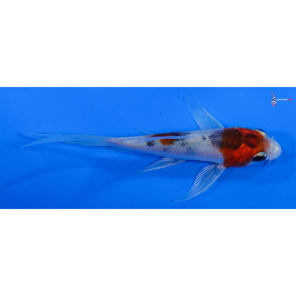 4” Imported Sanke Butterfly Koi