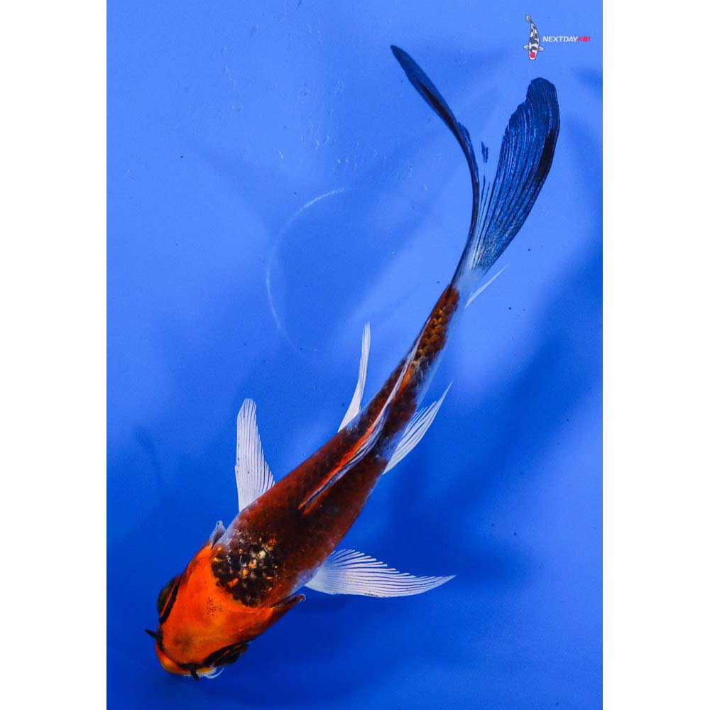 3.5” Imported Kujaku Butterfly Koi
