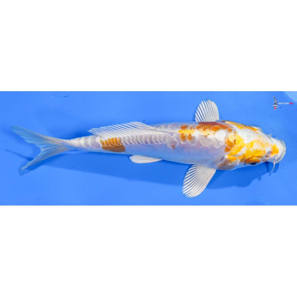 6.5” Imported Doitsu Lemon Hariwake