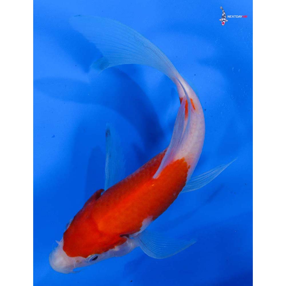 5.5” Imported Kohaku Butterfly Koi