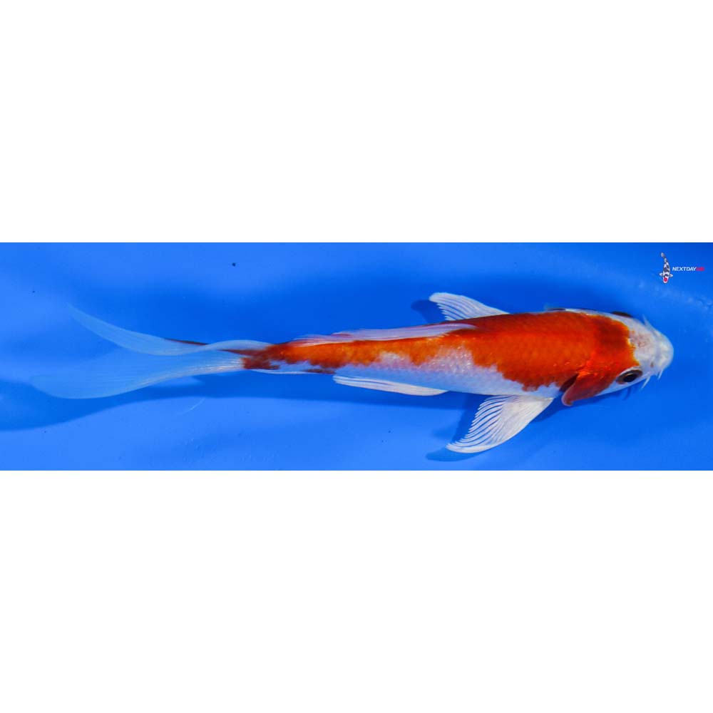5” Imported Hariwake Butterfly Koi