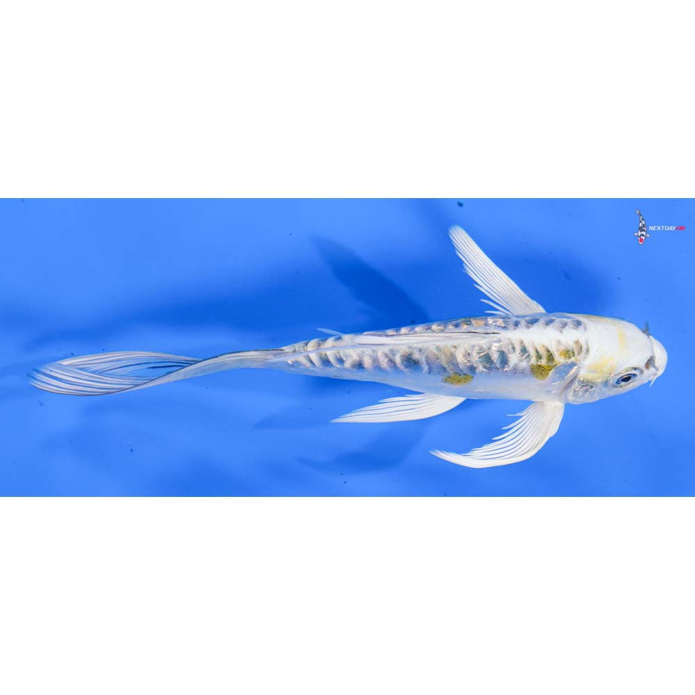 5.5” Imported Doitsu Kujaku Butterfly Koi