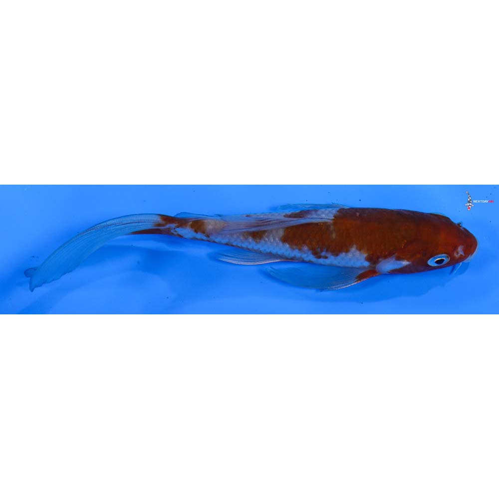 5.5” Imported Ochiba Shigure Butterfly Koi