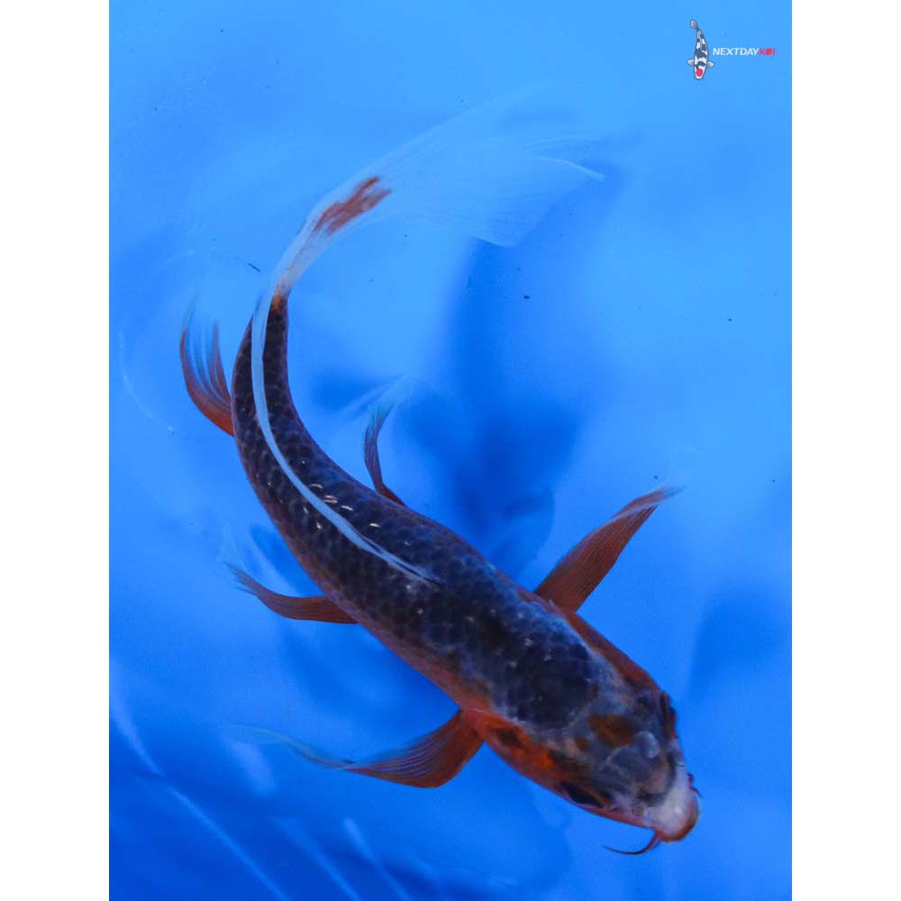 5.5” Imported Asagi Butterfly Koi