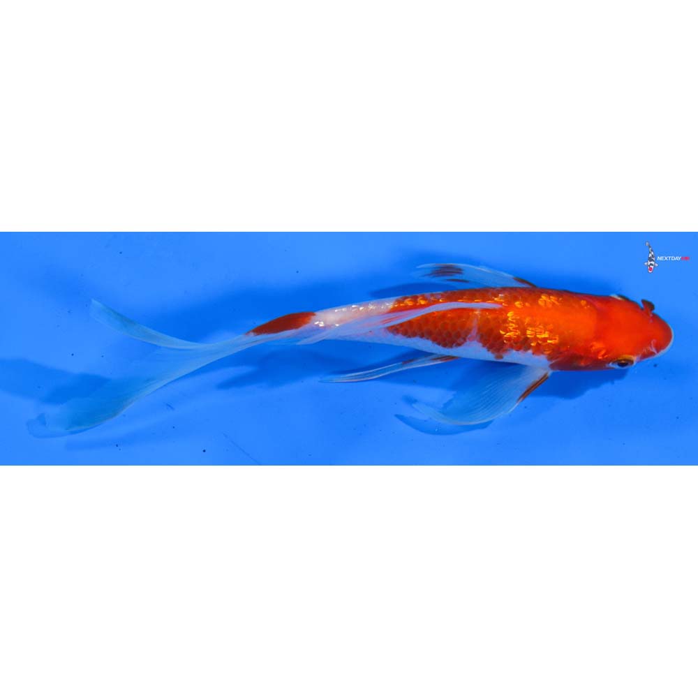 6” Imported Gin Rin Kohaku Butterfly Koi