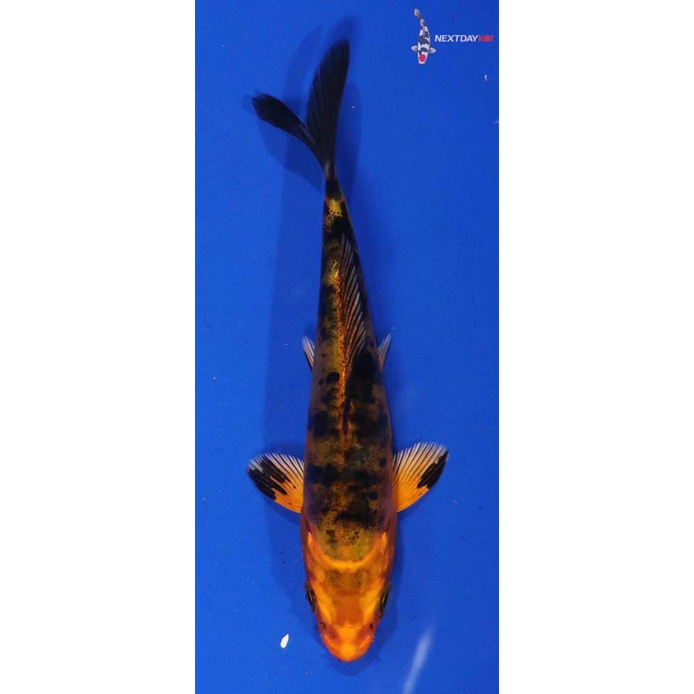 4” Imported Aka Bekko