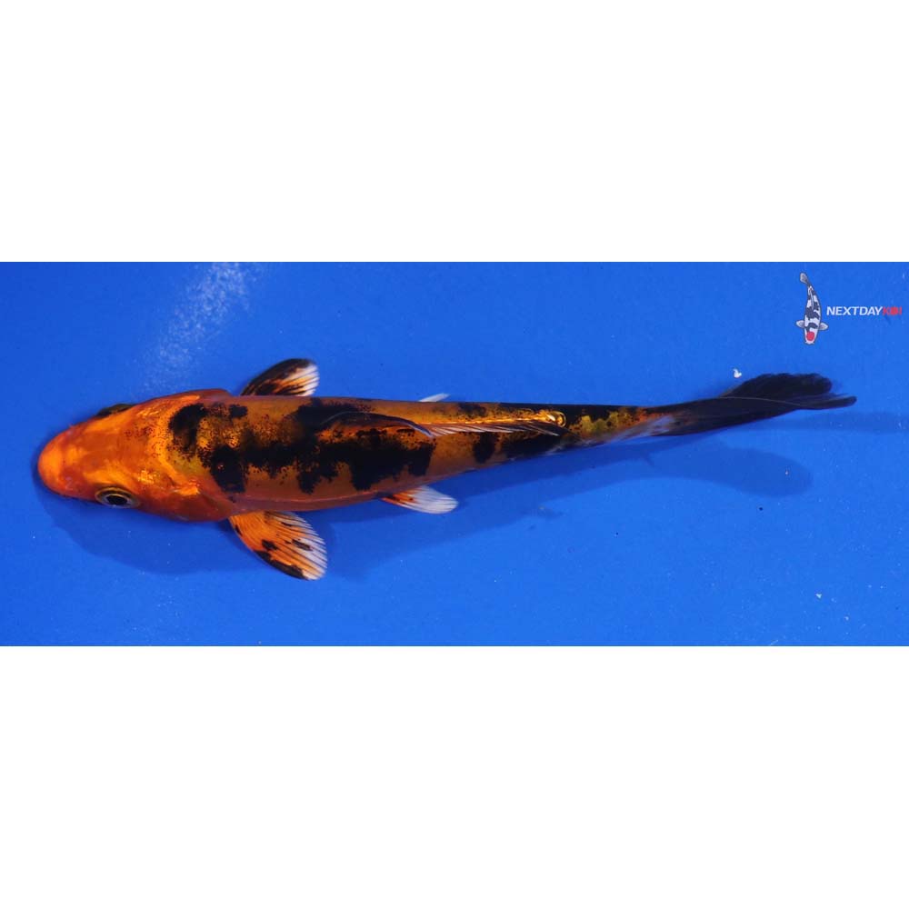 4.5” Imported Doitsu Aka Bekko