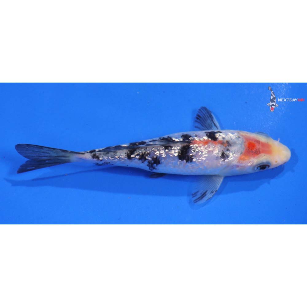 5” Imported Gin Rin Sanke