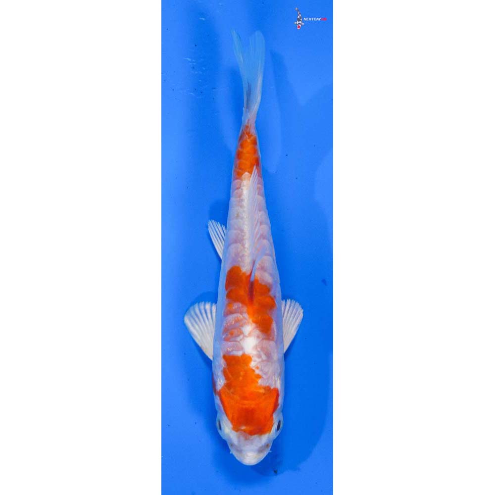 4” Imported Kikusui
