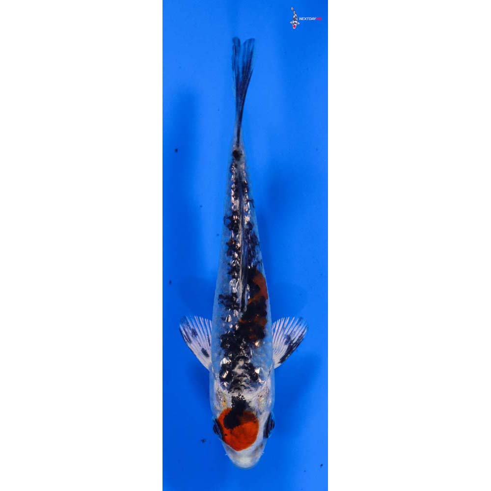 4” Imported Gin Rin Yamato Nishiki