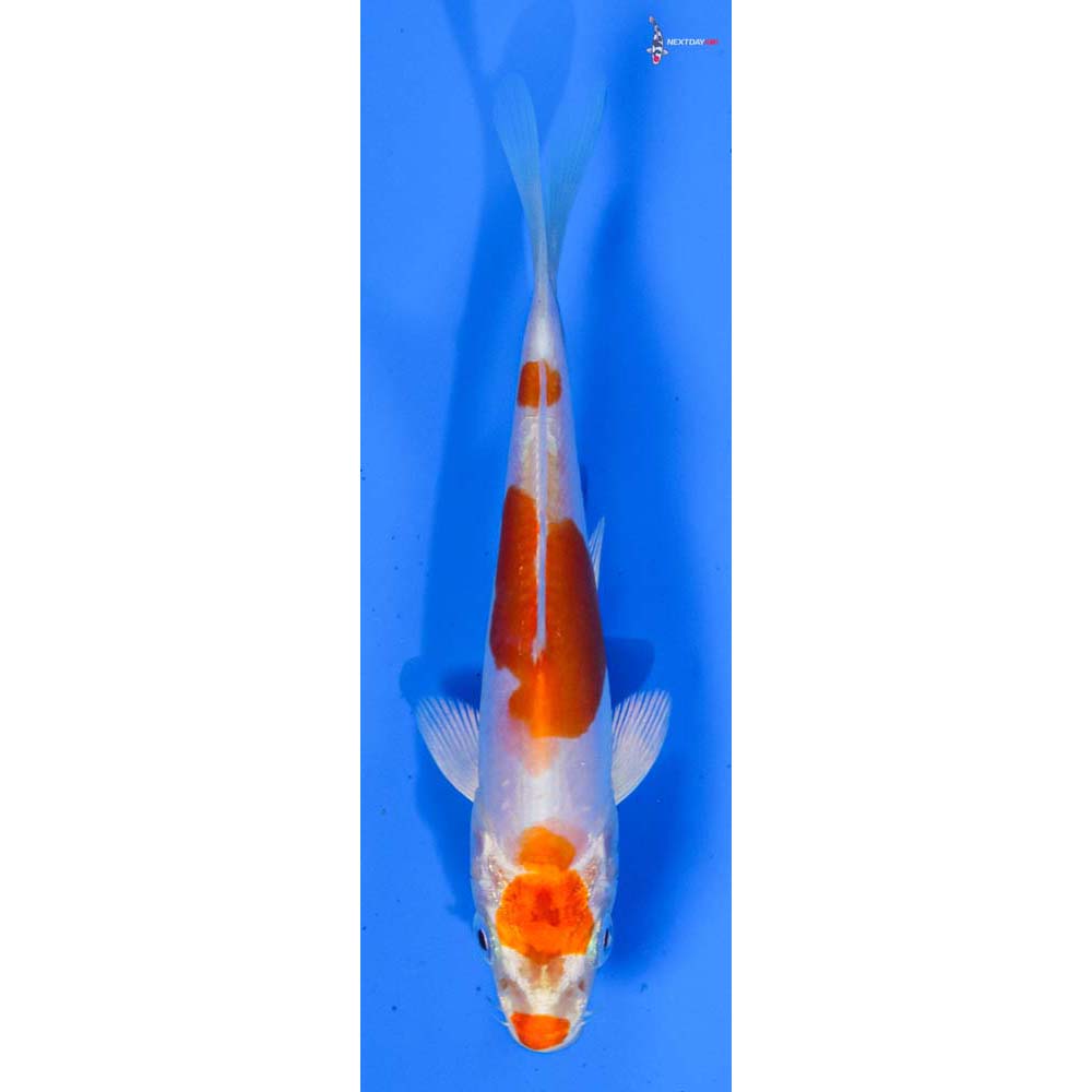 4.5” Imported Kikusui