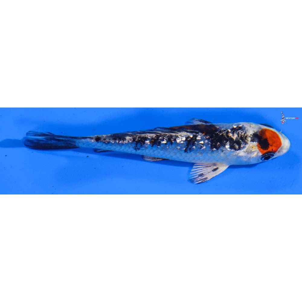 4” Imported Gin Rin Yamato Nishiki