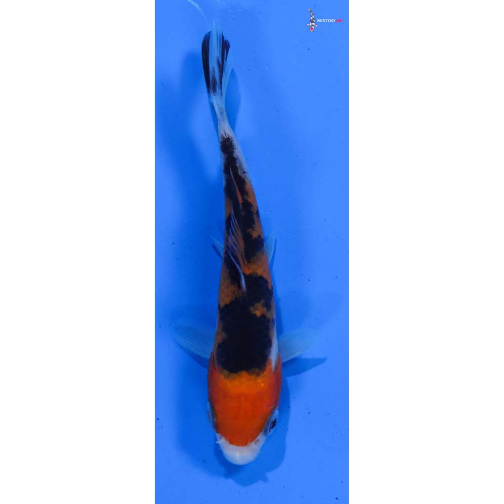 4” Imported Sanke