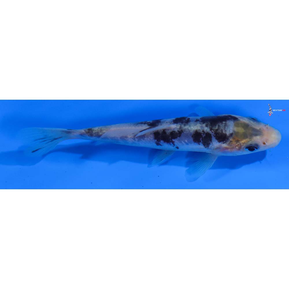 4” Imported Doitsu Shiro Bekko