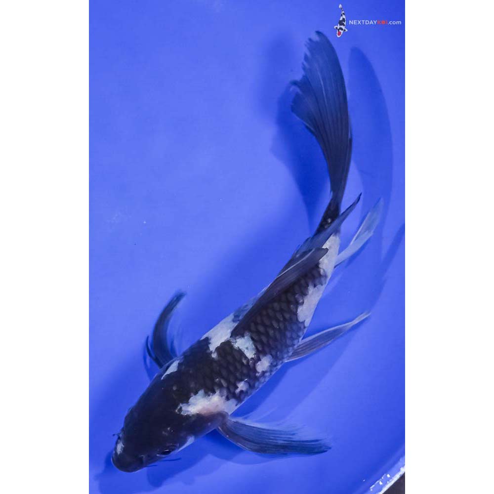 7.5” Imported Shiro Utsuri Butterfly Koi