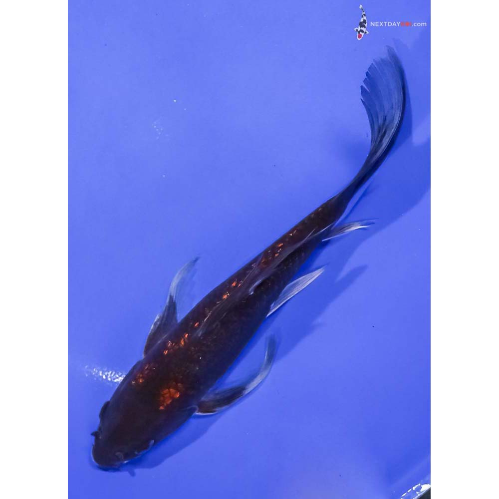 7” Imported Gin Rin Chagoi Butterfly Koi