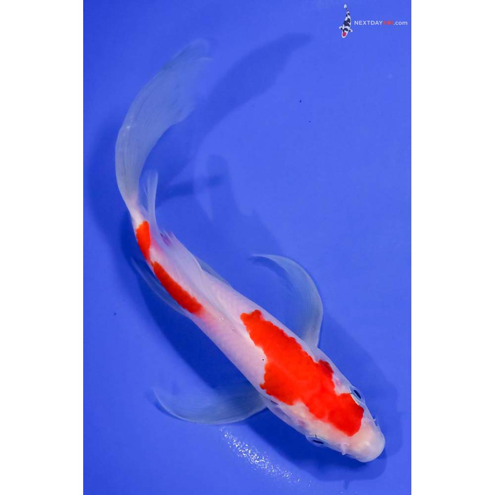 8” Imported Kohaku Butterfly Koi