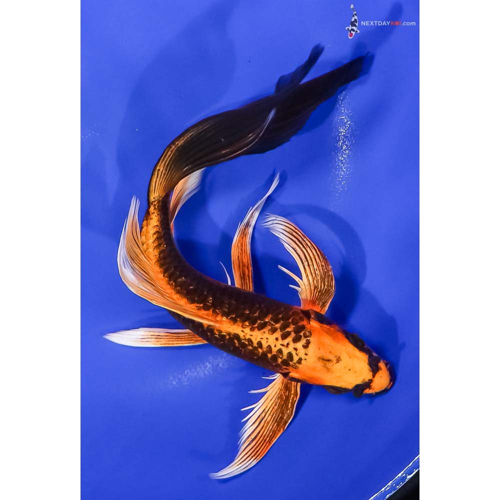 8” Imported Orenji Matsuba Butterfly Koi
