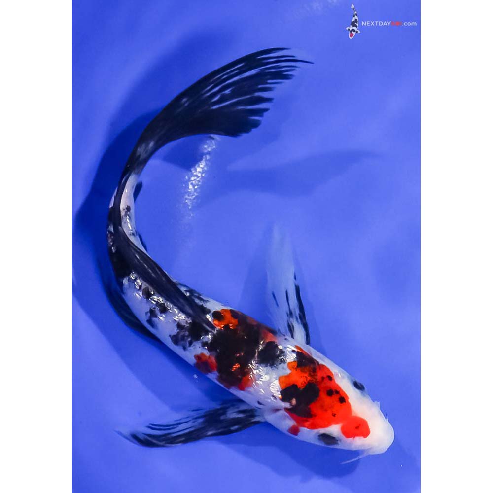 8” Imported Gin Rin Sanke Butterfly Koi