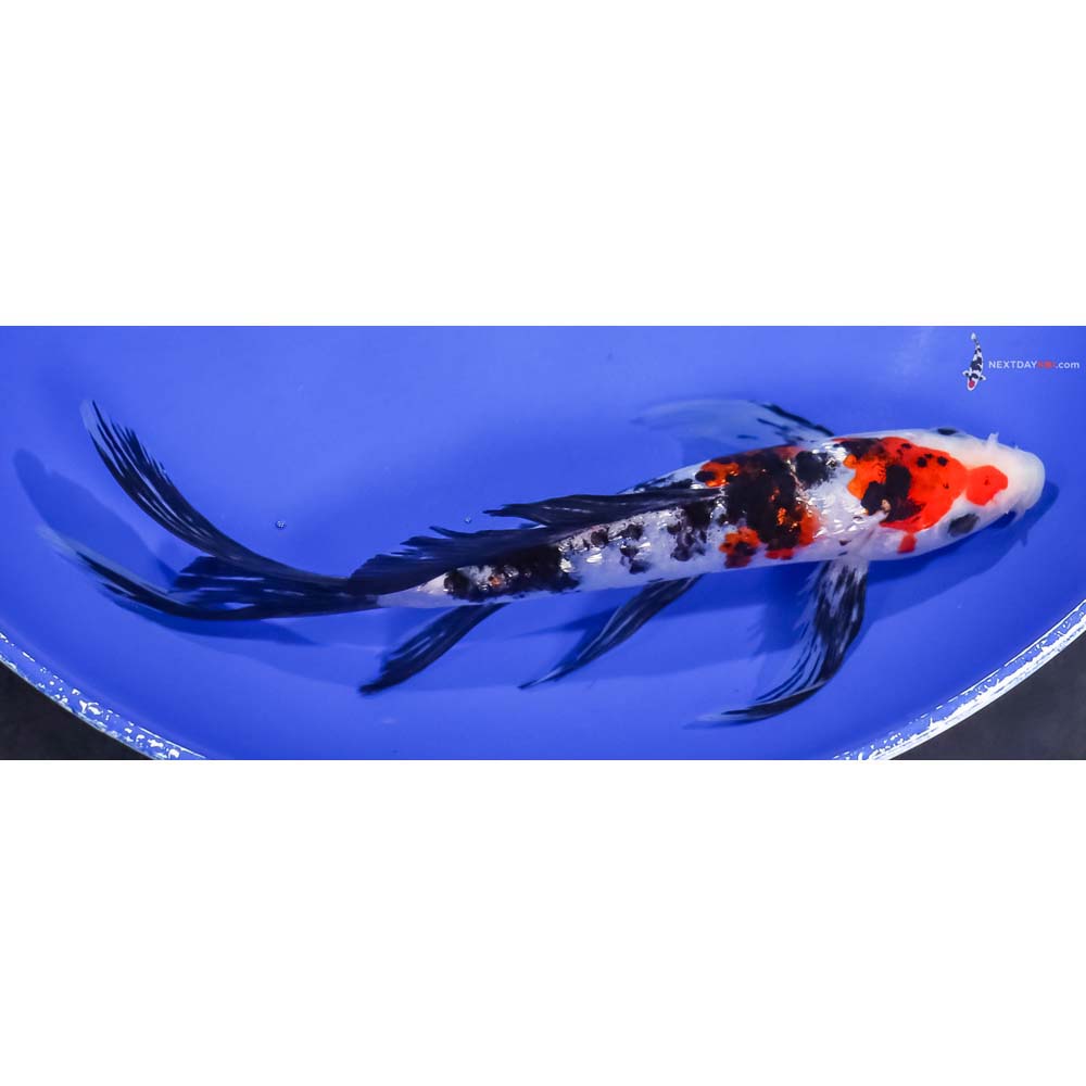 8” Imported Gin Rin Sanke Butterfly Koi