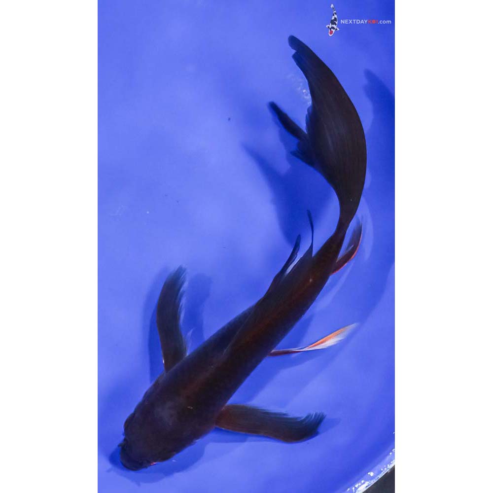 8” Imported Chagoi Butterfly Koi