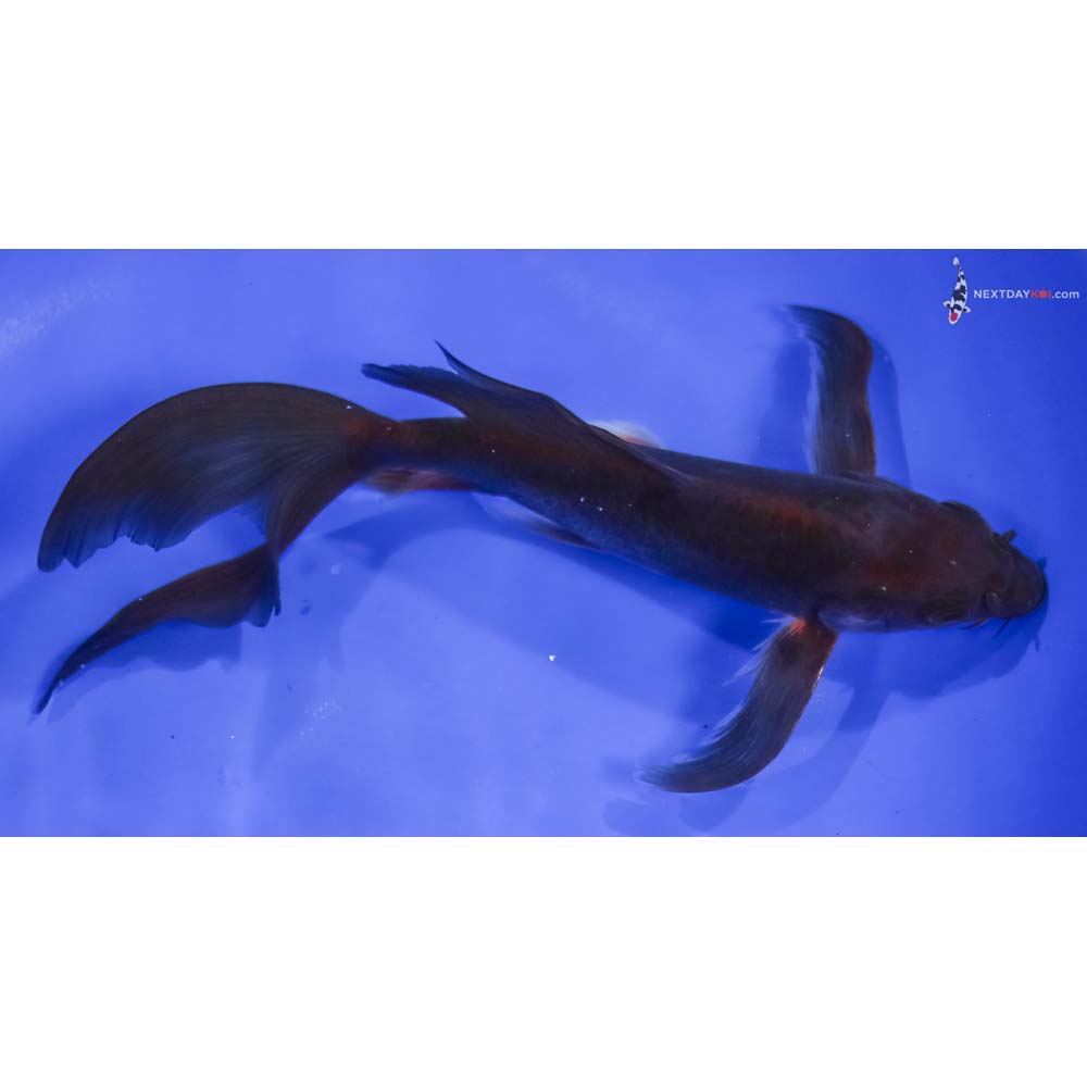 8” Imported Chagoi Butterfly Koi