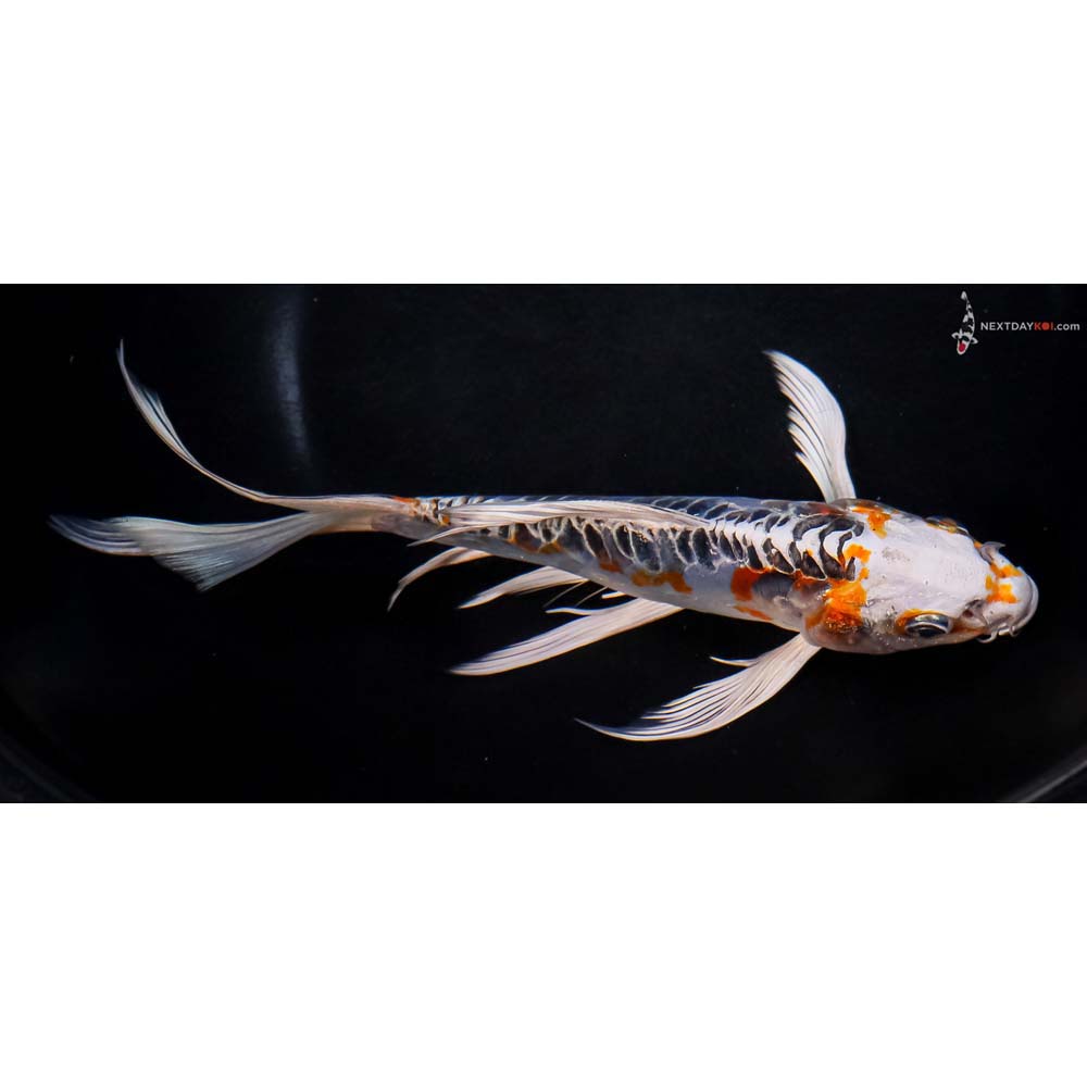 8” Imported Doitsu Blue Kujaku Butterfly Koi