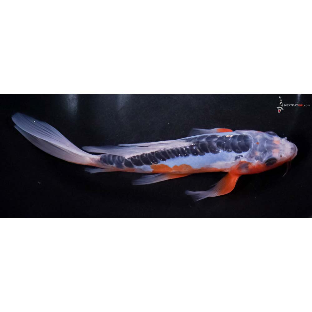 8” Imported Shusui Butterfly Koi