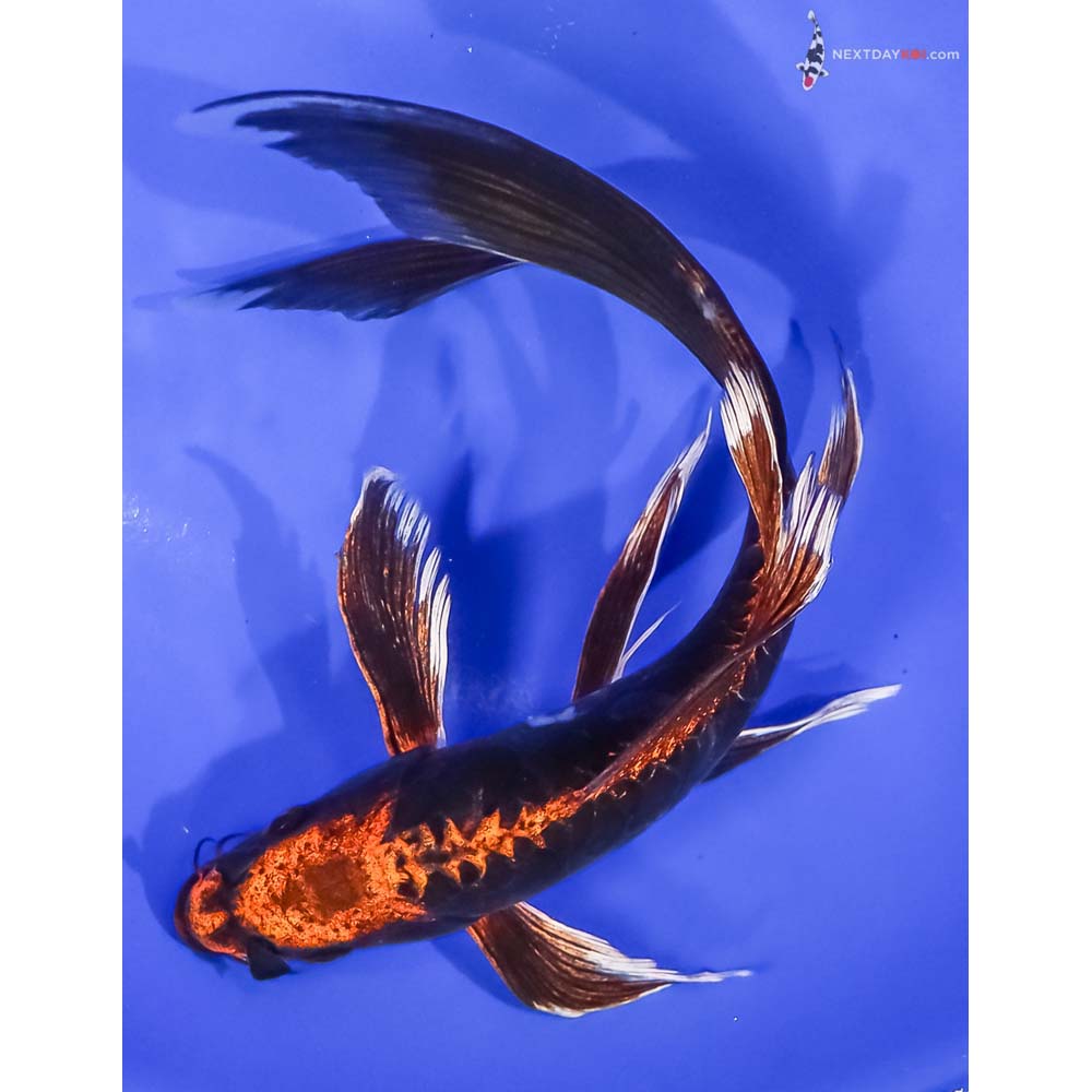 8.5” Imported Kin Kikokuryu Butterfly Koi