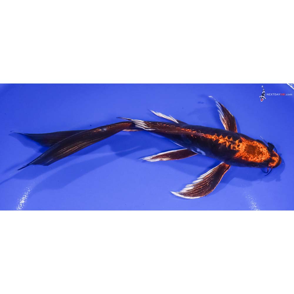 8.5” Imported Kin Kikokuryu Butterfly Koi