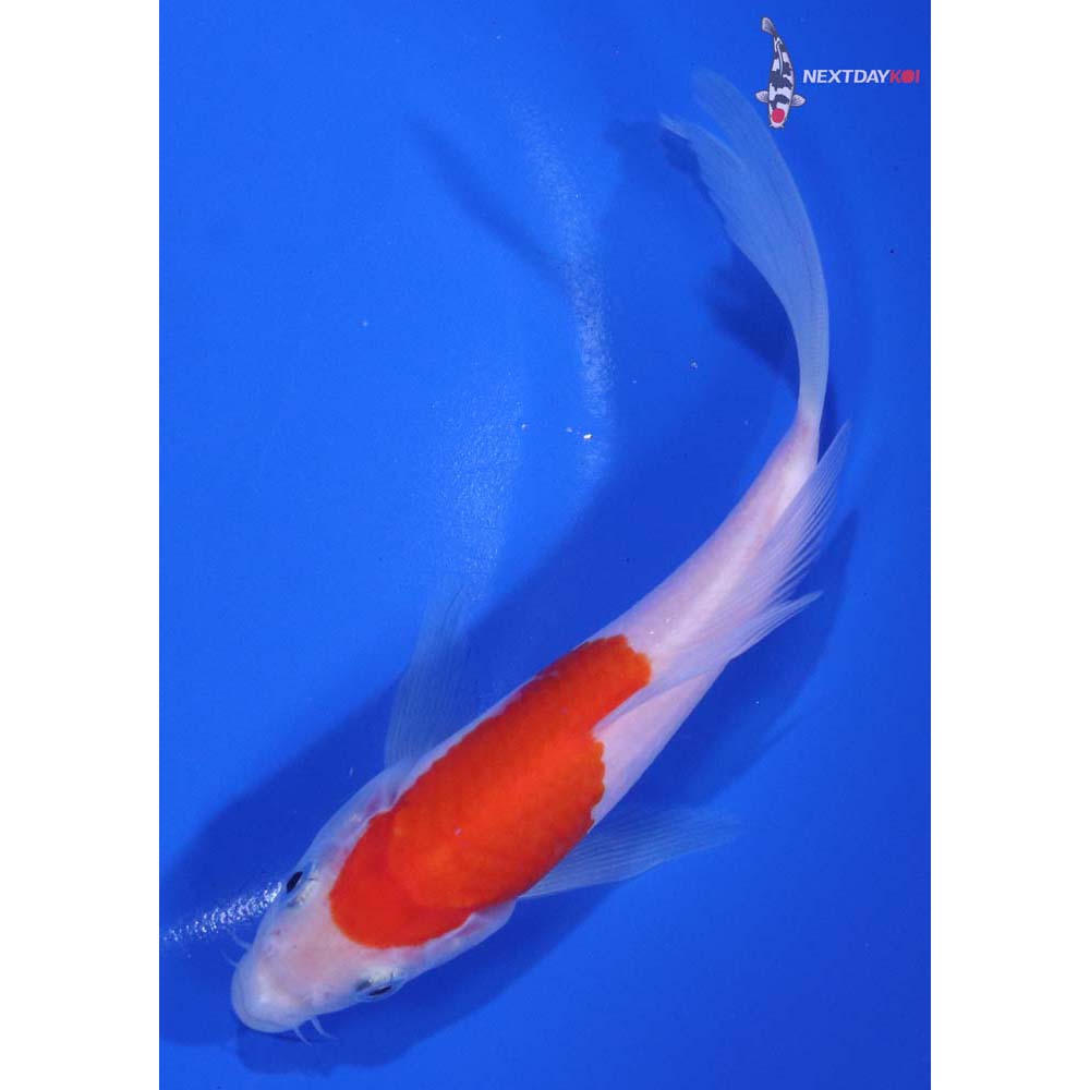 6.5” Imported Kohaku Butterfly Koi