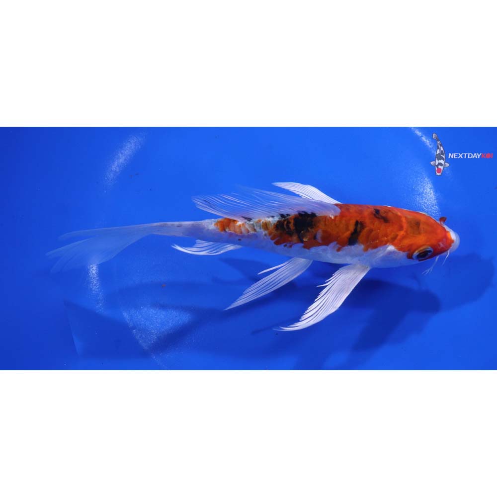 6.5” Imported Armor Scaled Yamato Nishiki Butterfly Koi