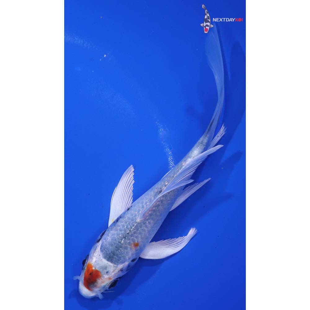 5.5” Imported Yamato Nishiki Butterfly Koi