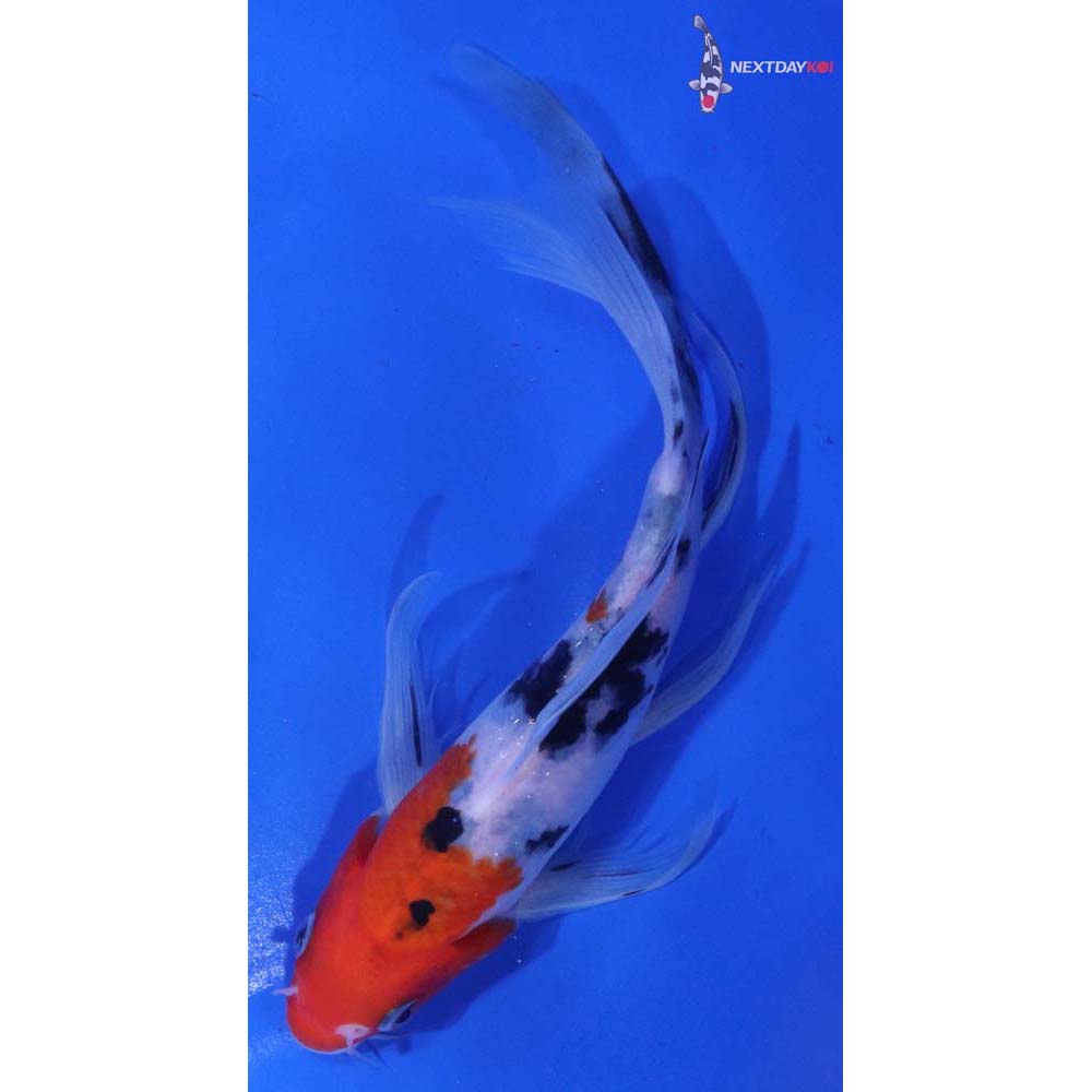 6.5” Imported Sanke Butterfly Koi