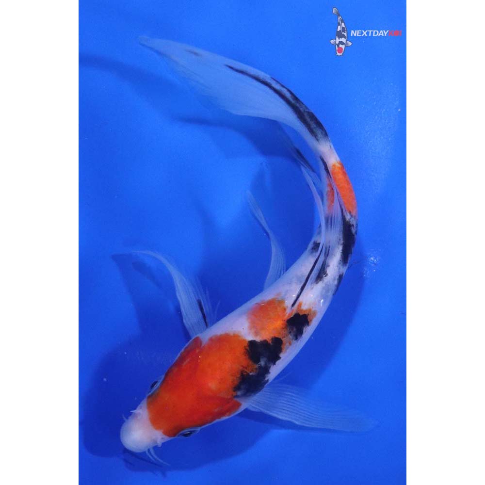 6.5” Imported Sanke Butterfly Koi