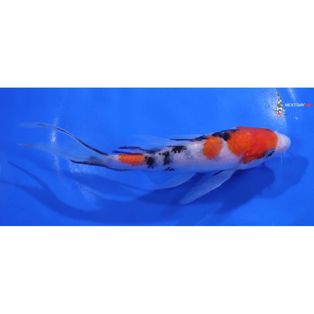 6.5” Imported Sanke Butterfly Koi