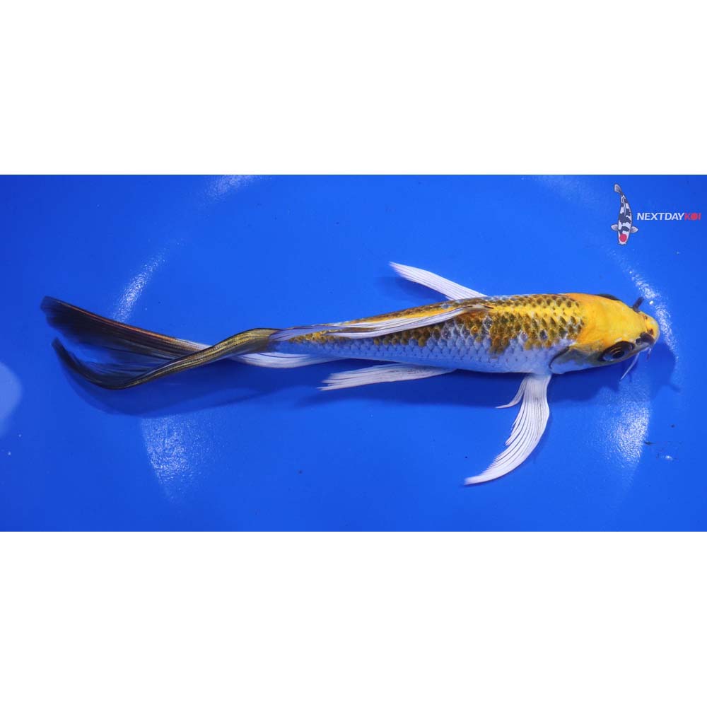 7” Imported Kujaku Butterfly Koi