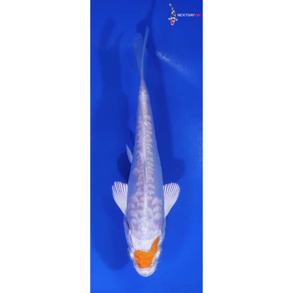 5.5” Imported Kikusui