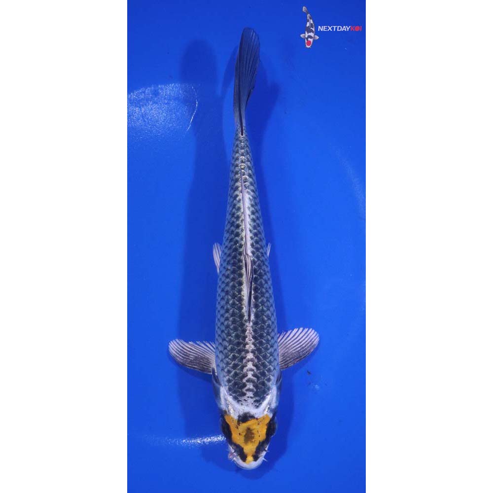 6.5” Imported Kujaku