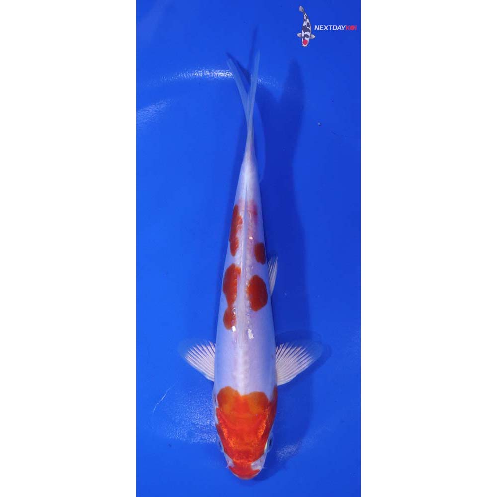 6.5” Imported Kikusui
