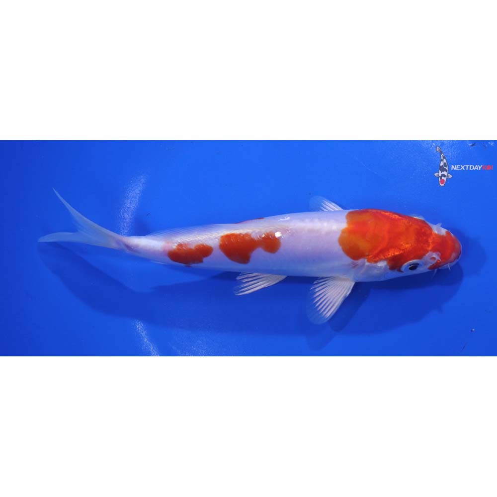 6.5” Imported Kikusui