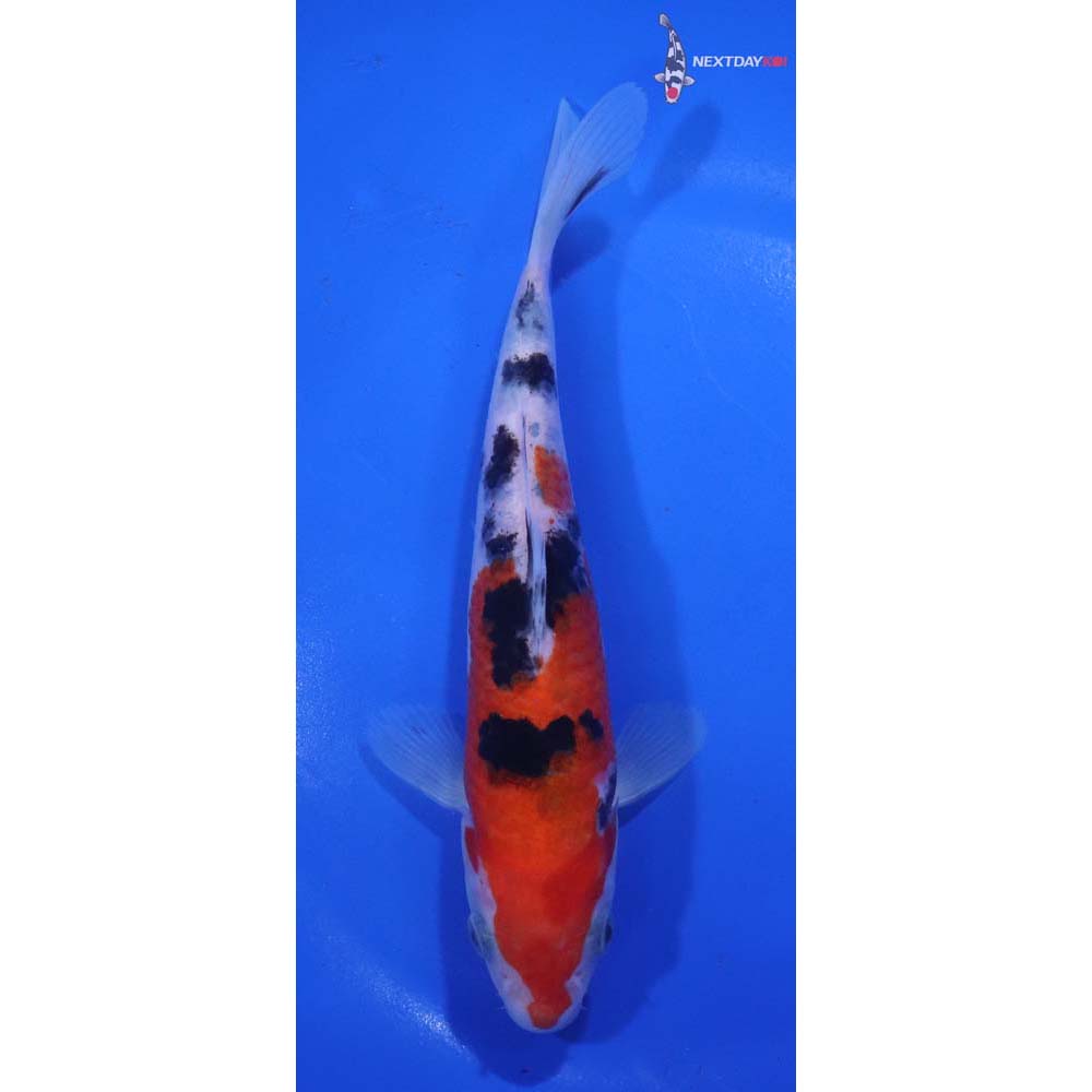 6.5” Imported Sanke
