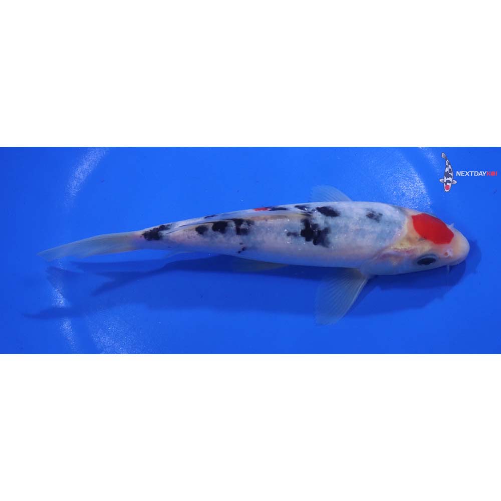 6.5” Imported Sanke