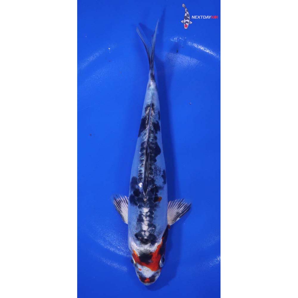 7” Imported Heisei Nishiki