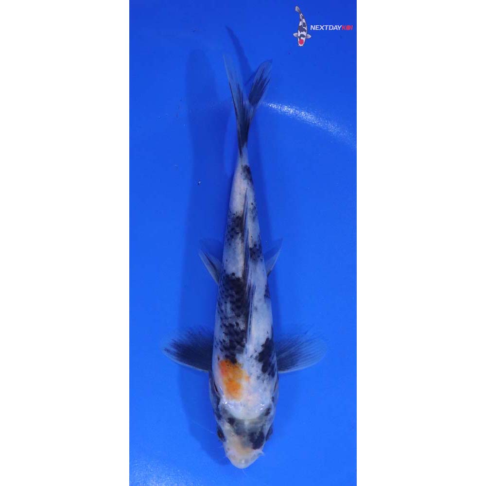 5.5” Imported Beni Matsukawabakke