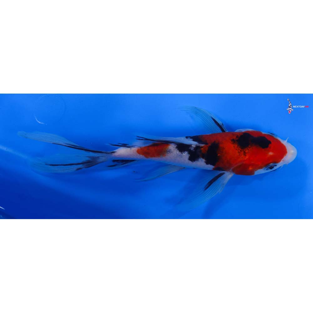 7” Imported Sanke Butterfly Koi