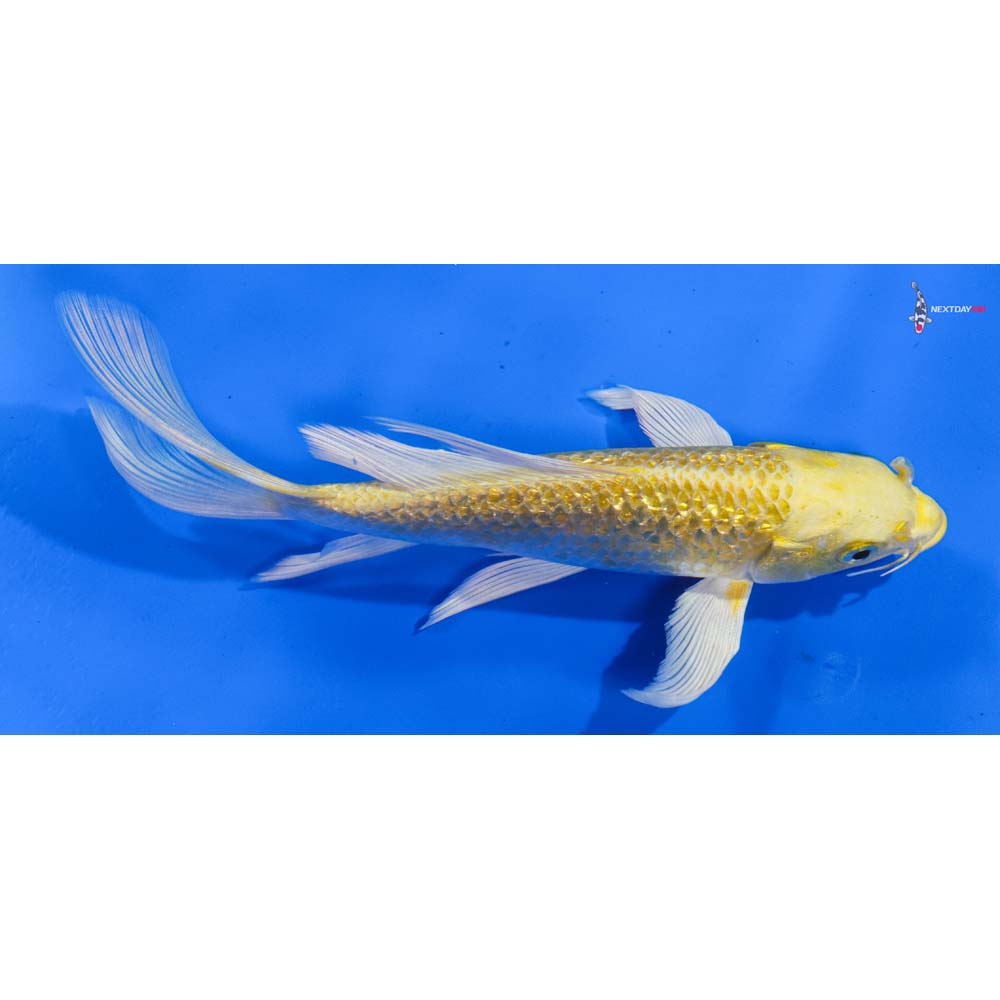 7” Imported Gin Rin Yamabuki Ogon Butterfly Koi
