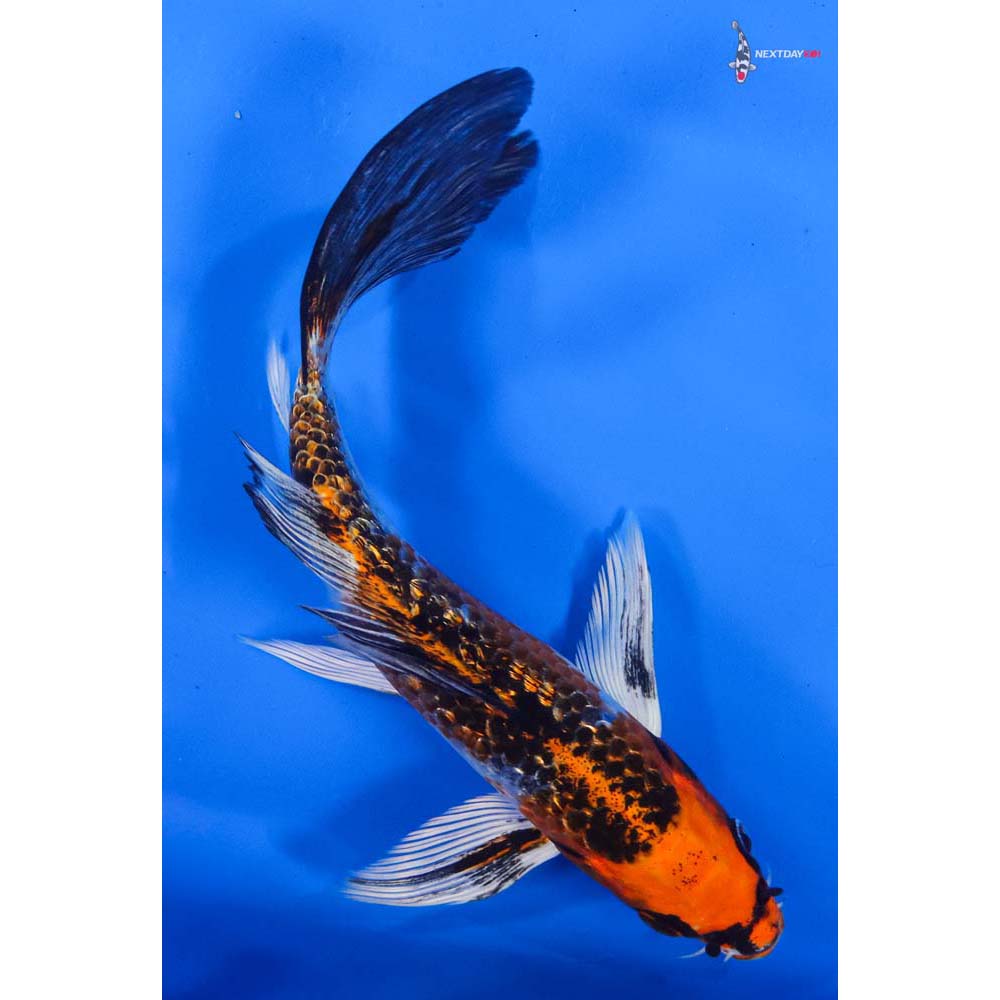 7” Imported Gin Rin Kujaku Butterfly Koi