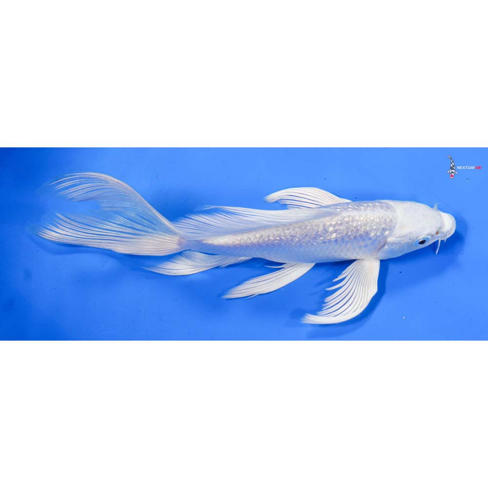 7” Imported Gin Rin Platinum Ogon Butterfly Koi