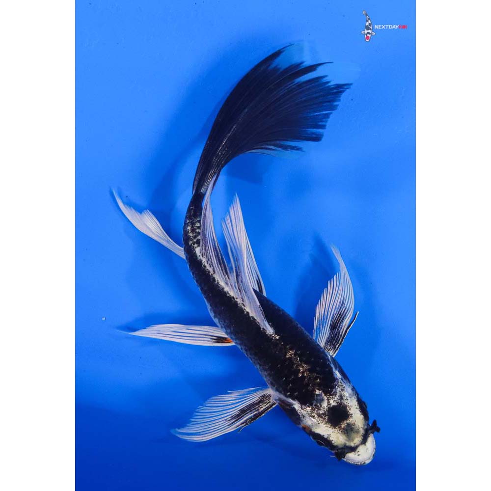 7” Imported Gin Matsuba Butterfly Koi